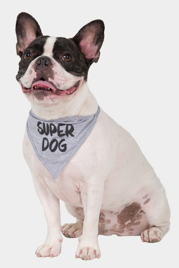 05 bandana pet super dog bela notte