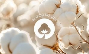 algodo bci blog